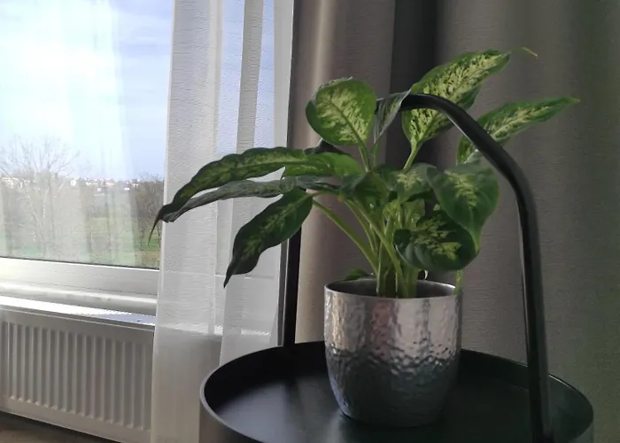 Tabacariei * Konstanca